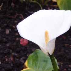 Found a lone white calla lily ~